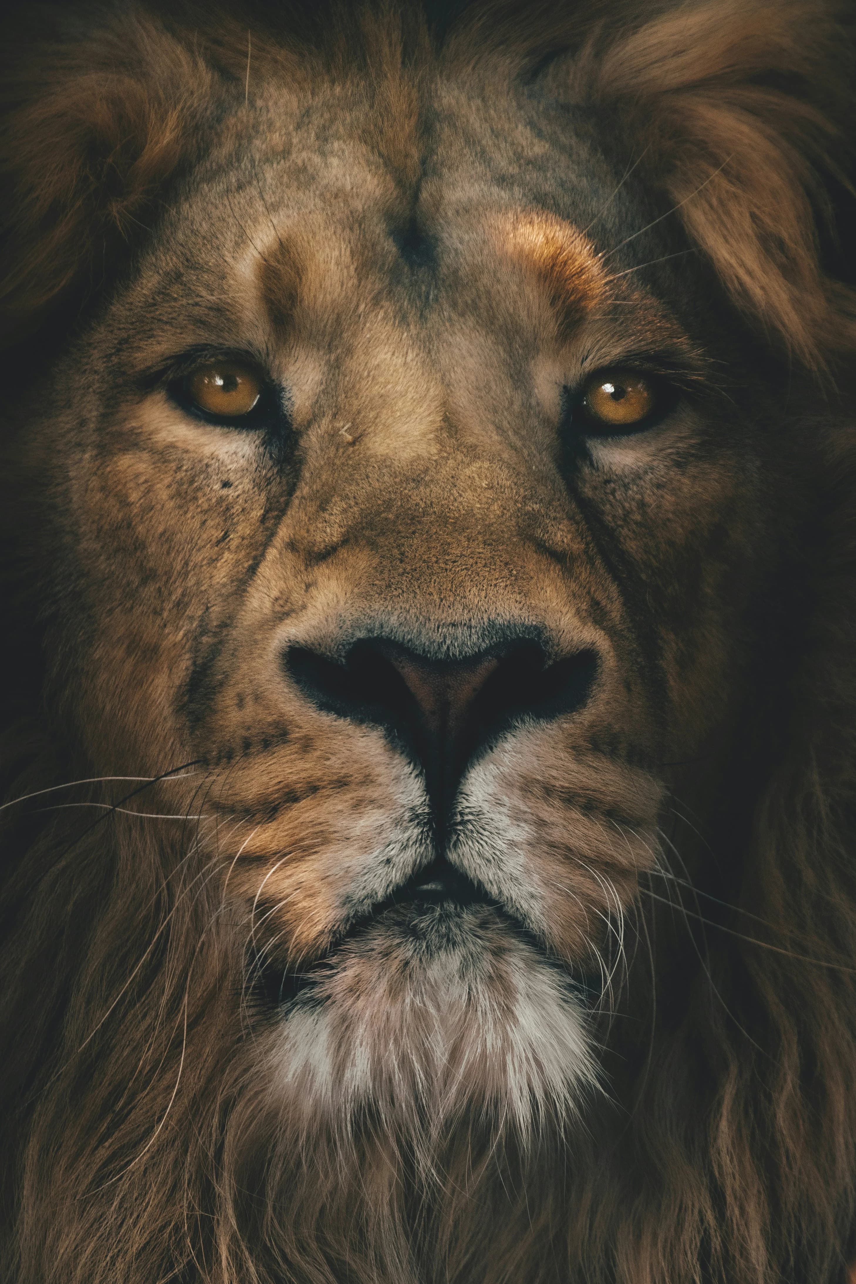 Lion representing Savannah Kings